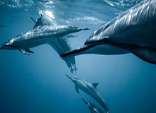 女友大方回应恋情：我很开心，我很爱亚马尔